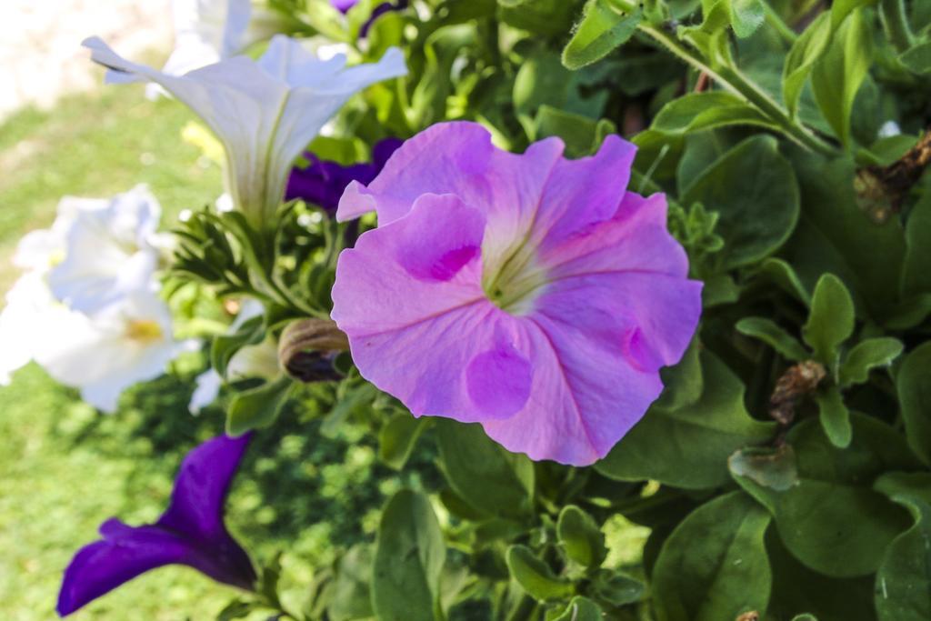 Country House La Fattoria Di Paolo Treia エクステリア 写真