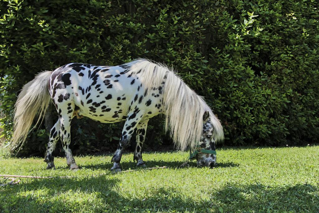 Country House La Fattoria Di Paolo Treia エクステリア 写真